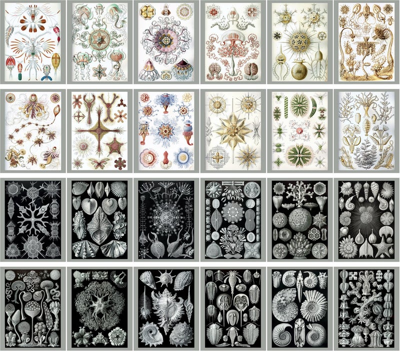 PIXILUV Vintage PostCards 24 pcs Kunst Formen der Natur by Ernst Haeckel Vintage Illustrations - Image 2